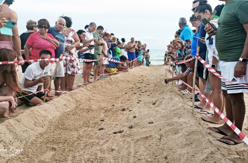  Casuzze, altra schiusa da favola: 46 tartarughe prendono la via del mare